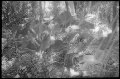 Taro plants : Carteret Islands, Papua New Guinea, 1960 / Terence and Margaret Spencer