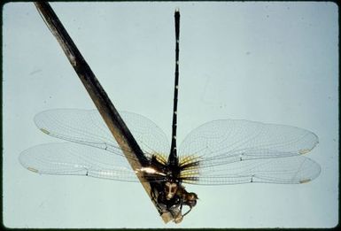 Synthemis miranda