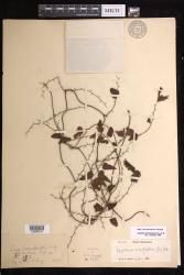 Lygodium microphyllum