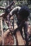 Canoe-building: Mogiovyeka attaches the 'duku' vine that will be used to pull the roughly carved canoe through the forest to the nearest inlet