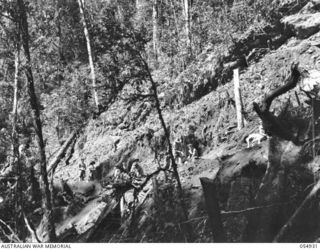 BULLDOG-WAU ROAD, NEW GUINEA, 1943-07-15. TROOPS OF THE 14TH AUSTRALIAN FIELD COMPANY, ROYAL AUSTRALIAN ENGINEERS, EDIE CREEK, CUTTING A BENCH ON THE HILLSIDE