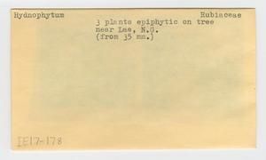 [Hydnophytum in Papua New Guinea, envelope IE17-178]