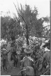 Pig festival, pig sacrifice, Tsembaga: decorated men leave ritual compound, dance to gate where cordyline roots will be dug up, ending festival