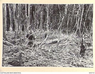 WEWAK AREA, NEW GUINEA, 1945-06-28. MEMBERS OF C COMPANY, 2/8 INFANTRY BATTALION MOVING DOWN OVER ARTILLERY BOMB BLASTED MOUNT SHIBURANGU WHICH HAS RECENTLY BEEN CAPTURED FROM THE JAPANESE