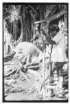 Man standing beside pig