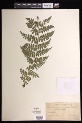 Dennstaedtia flaccida