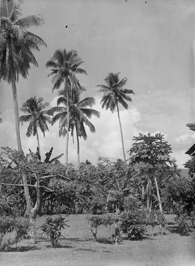 [View of trees and possible plantation]