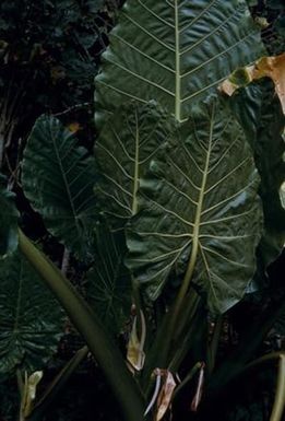 [Alocasia macrorrhizos leaves at Espiritu Santo, Vanuatu]