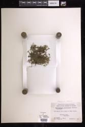Didymoglossum mindorense