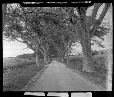 Dirt road with large trees overhead and sugar cane growing on either side, Lautoka, Fiji