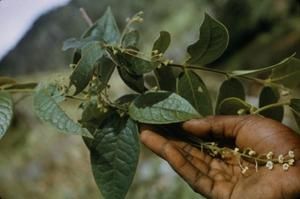 [Palmeria close-up in Kainantu, Papua New Guinea] BRIT-A-AR003-003-04-164