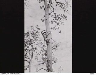 SOGERI VALLEY, NEW GUINEA. 1943-06-26. THE NEW GUINEA FORCE SCHOOL OF SIGNALS WAS ESTABLISHED EARLY IN WORLD WAR 2, 1939-45. TX384 SERGEANT N. B. HAMMOND MOUNTS INSULATORS FOR A SIGNAL LINE. THE ..