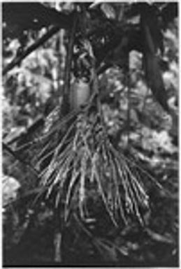 Offering of immature coconut and area (betelnut) cluster hung in the taualea ritual shelter