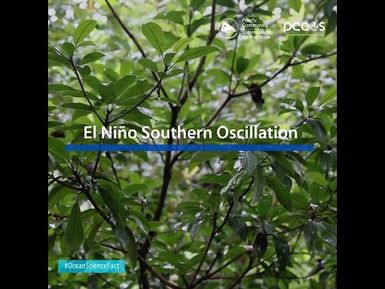 Ocean Science Fact: El Nino and La Nina #Shorts