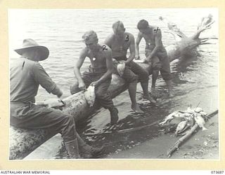 SARANG HARBOUR, NEW GUINEA. 1944-05-31. MR. N. BROWN, OFFICIAL WAR PHOTOGRAPHER, AUSTRALIAN DEPARTMENT OF INFORMATION (1), WITH MEMBERS OF THE 8TH INFANTRY BRIGADE CLEANING THE DAY'S CATCH. ..