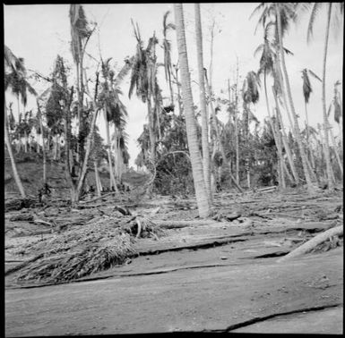 Damaged palm plantation, after the volcanic eruption, Rabaul, New Guinea, 1937 / Sarah Chinnery