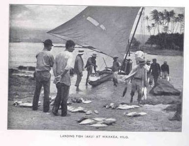 Landing Fish (Aku) at Waiakea, Hilo
