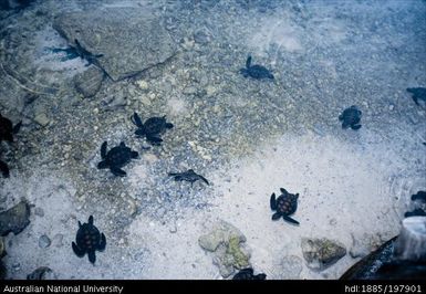 French Polynesia - Turtles