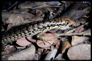 Skink sp.