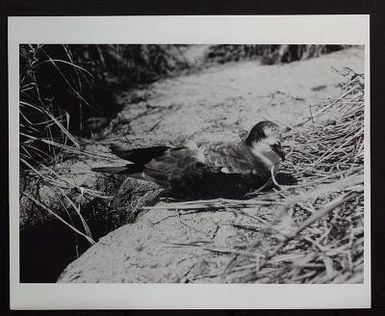 Pterodroma hypoleuca (Bonin Island petrel), 1963, 1965