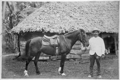 Photograph of Bazett Haggard's pony Rebecca held by Micky Scanlon.