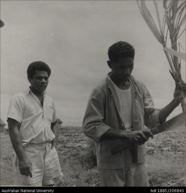 Farmer learning to cut cane