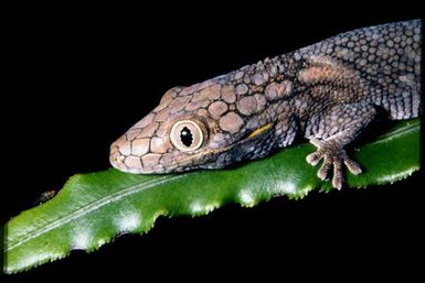 Eurydactylodes symmetricus
