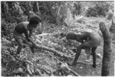 Two men trim a log with an axe for building gwelagwela platform for a mortuary feast