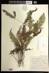Dicranopteris linearis