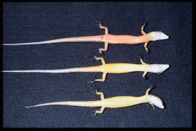 3 skink specimens ventral