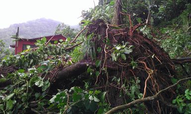 Roots and trunk of a tree caught u in a landslide in American Samoa in 2014.