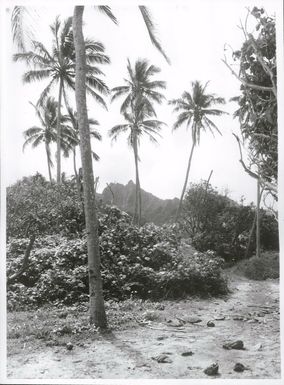 Pacific Islands - Cook Islands - Rarotonga - Agriculture