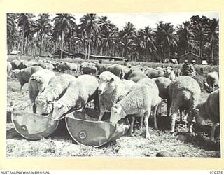 MILNE BAY, NEW GUINEA, 1944-01-11. A PORTION OF THE FLOCK OF SHEEP AT THE SLAUGHTER YARDS UNDER THE CONTROL OF NO.1 PLATOON, 2/1ST FIELD BUTCHERY COMPANY. THE SHEEP FEED ON LUCERNE, HAY AND CHAFF