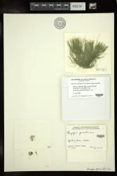 Bryopsis pennata