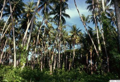 ["palmträdskronor, himmel, fotografi, photograph"]