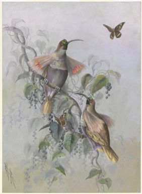 Sickle-billed bird of paradise / Ellis Rowan