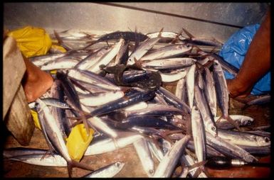 A catch of fish, Manihiki, Cook Islands