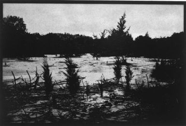 Nauru (plantings)