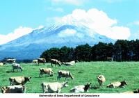 Cows grazing in field below volcano