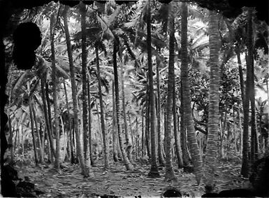 Cook Islands scenery