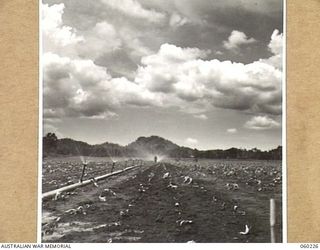 12 MILE, LALOKI RIVER, NEW GUINEA. 1943-11-15. SPRAY IRRIGATION SYSTEM IN OPERATION AT A FARM OF THE 3RD AUSTRALIAN FARM COMPANY, AUSTRALIAN ARMY SERVICE CORPS