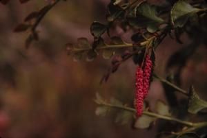 [Phyllocladus hypophyllus close-up in Mount Sarawaget, Papua New Guinea]