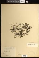 Crepidomanes bipunctatum