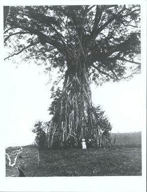 Banyan tree, Rewa River