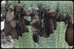 Fishing: nets with hand-carved wooden floats, some shaped like leaves or small fish