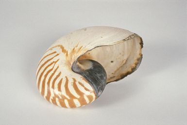 pearl boat