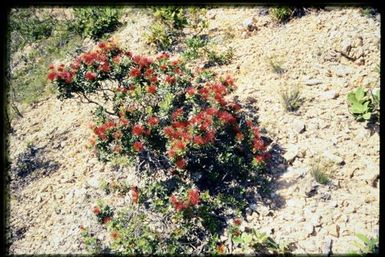 Metrosideros in flower