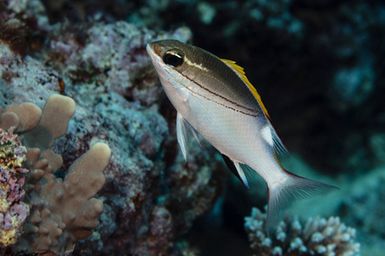 Scolopsis bilineatus (Bridled Bream) during the 2017 South West Pacific Expedition.