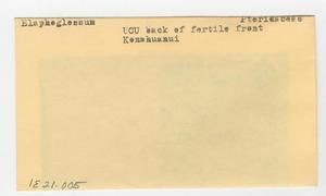 [Elaphoglossum in Hawaii, envelope IE21-005]