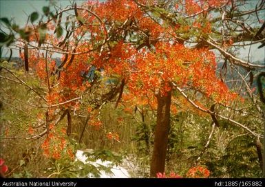 Orange-leaved tree